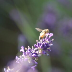 Graines de fleurs mellifères spécial abeilles